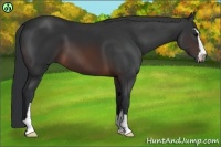 Horse Color:Brown Sabino 