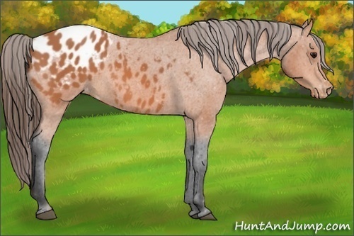 Horse Color:Bay Appaloosa 