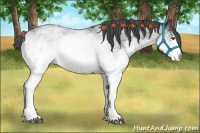 Horse Color:White Spotted Blue Roan Rabicano  Brindle