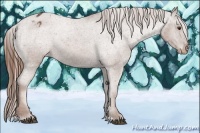 Horse Color:Red Roan Appaloosa 