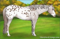 Horse Color:Chestnut Frame Appaloosa Rabicano