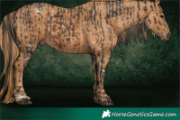 Horse Color:White Spotted Brown Rabicano  Brindle