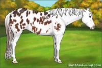 Horse Color:Bay Appaloosa