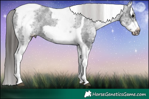 Horse Color:White Spotted Black Splash Tobiano Frame Varnish 