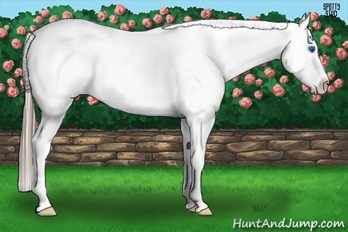 Horse Color:White Spotted Black Splash Tobiano Frame Appaloosa 