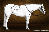 Horse Color:Black Splash Tobiano Frame Appaloosa 