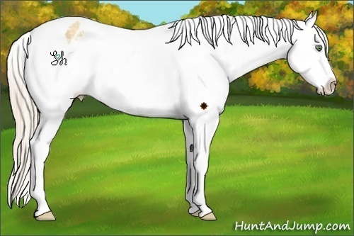 Horse Color:Gold Cream Champagne Snowflake Varnish