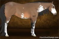 Horse Color:Buckskin Sabino
