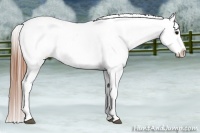 Horse Color:White Spotted Black Splash Tobiano Frame Appaloosa