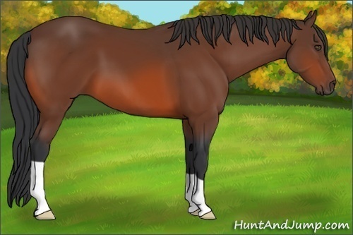 Horse Color:Bay 