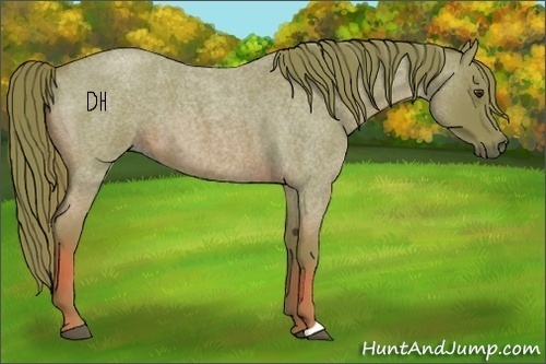 Horse Color:Watercolor Red Roan 