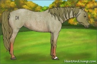 Horse Color:Watercolor Red Roan 