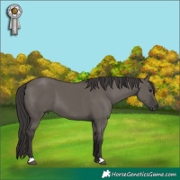 Horse Color:Unknown 
