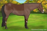 Horse Color:Bay Splash Frame