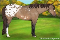Horse Color:Bay Dun Appaloosa 