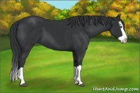 Horse Color:Black Splash