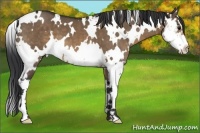 Horse Color:White Spotted Brown Dun Splash Frame