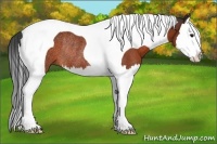 Horse Color:Bay Splash Tobiano Rabicano