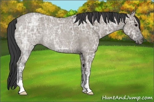 Horse Color:Smoky Grullo Ice Roan Rabicano 