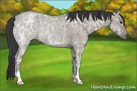 Horse Color:Smoky Grullo Ice Roan Rabicano 