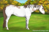 Horse Color:White Spotted Black Pearl Frame