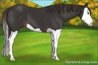 Horse Color:Liver Chestnut Splash 