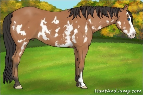 Horse Color:Bay Splash Frame 