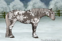 Horse Color:White Spotted Silver Black Ice
