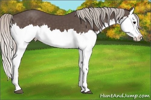 Horse Color:Silver Black Splash
