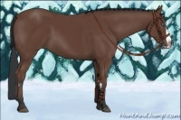 Horse Color:Bay Splash Frame
