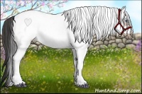 Horse Color:White Spotted Buckskin Frame 