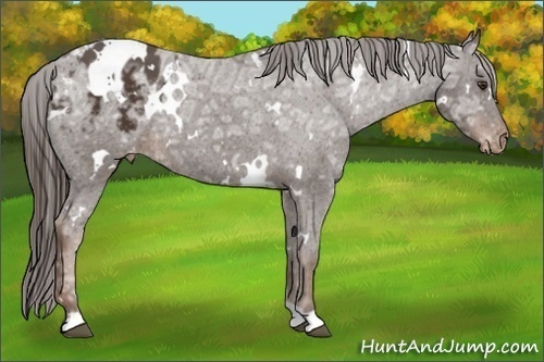 Horse Color:White Spotted Liver Chestnut Ice Appaloosa 