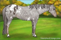 Horse Color:White Spotted Liver Chestnut Ice Appaloosa 