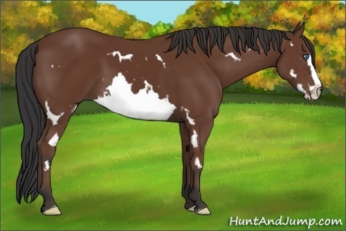 Horse Color:Bay Splash Frame