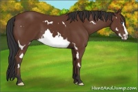 Horse Color:Bay Splash Frame
