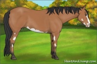 Horse Color:Bay Splash Frame 