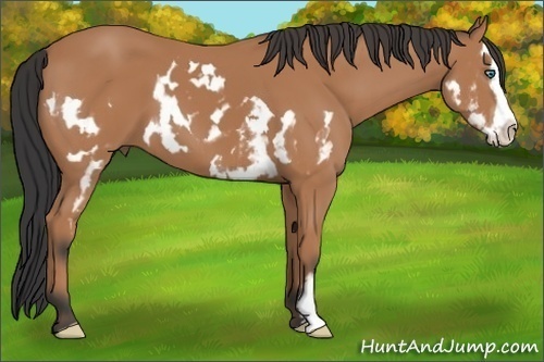 Horse Color:Bay Splash Frame