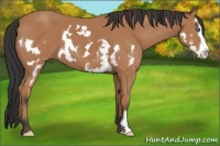 Horse Color:Bay Splash Frame