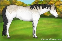 Horse Color:White Spotted Buckskin Dun 