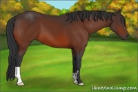 Horse Color:Bay Frame 