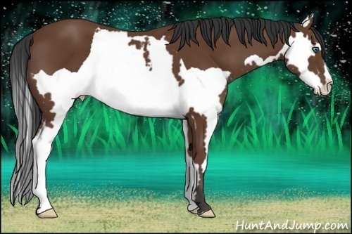 Horse Color:Bay Splash Frame