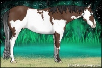 Horse Color:Bay Splash Frame 