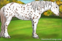 Horse Color:Red Ice Roan Sabino Appaloosa Rabicano