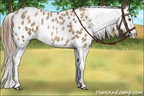 Horse Color:Liver Chestnut Pearl Appaloosa 
