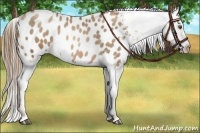 Horse Color:Liver Chestnut Pearl Appaloosa 