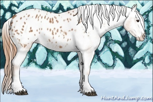 Horse Color:Chestnut Splash Appaloosa 