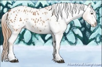 Horse Color:Chestnut Splash Appaloosa 