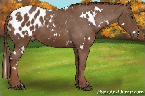 Horse Color:White Spotted Chestnut Appaloosa 