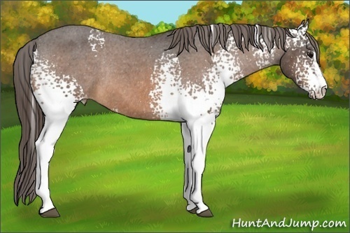 Horse Color:White Spotted Buckskin Sabino Appaloosa Rabicano 