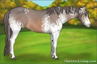 Horse Color:White Spotted Buckskin Sabino Appaloosa Rabicano 